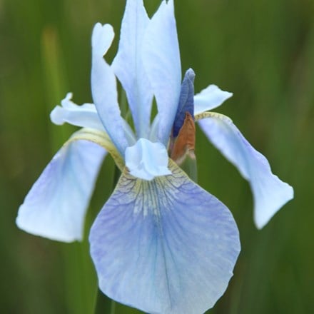 Siberian iris ( syn. Iris sibirica Perry's Blue )