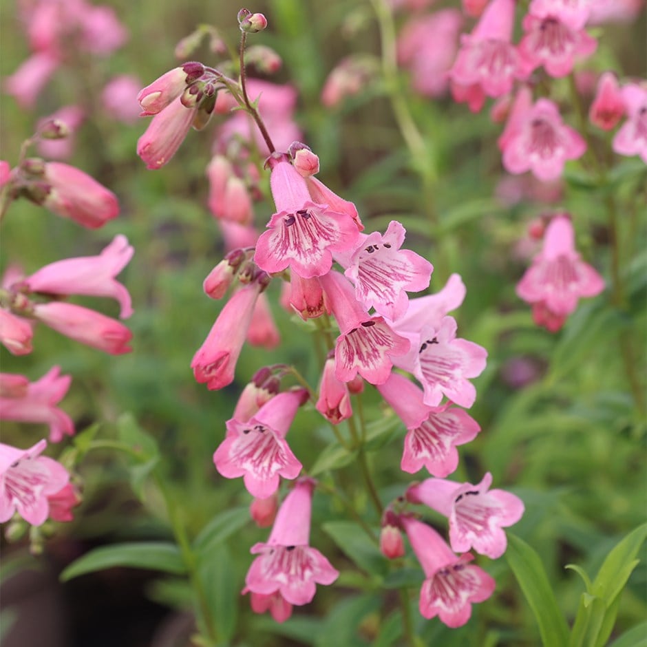 <i>Penstemon</i> 'Hidcote Pink'