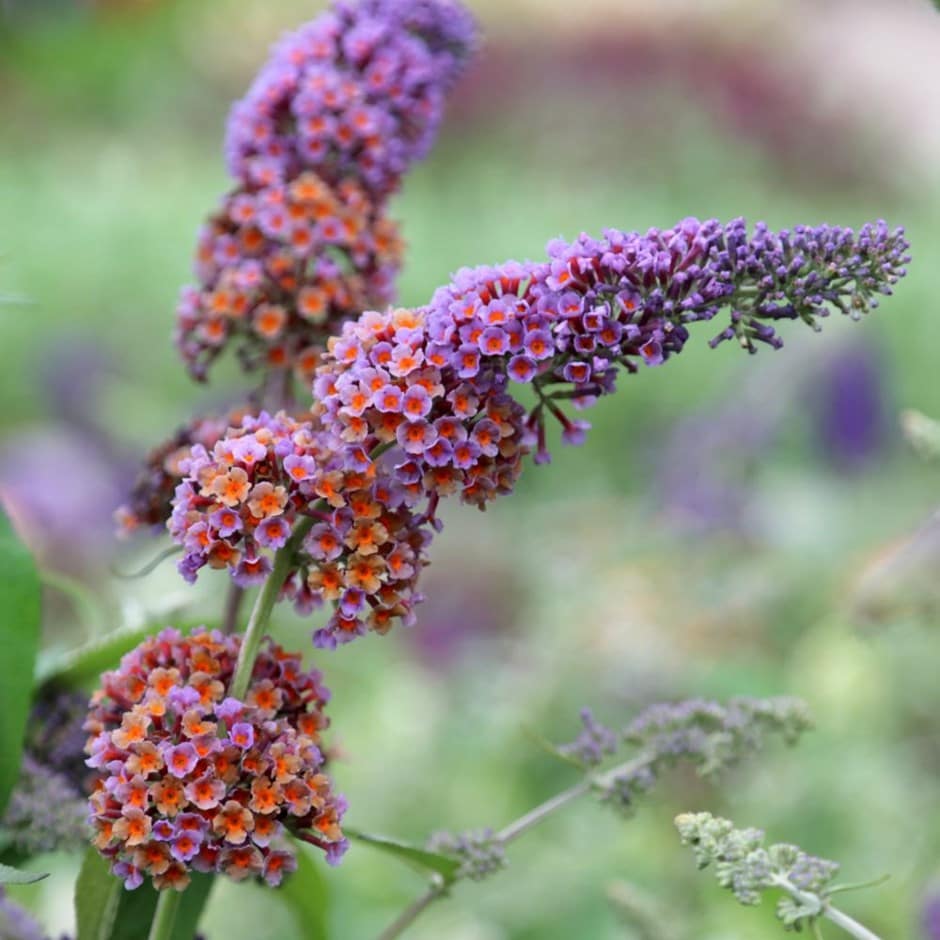 <I>Buddleja</i> × <i>weyeriana</i> 'Bicolor'