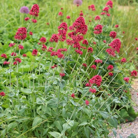 red valerian (syn. Centranthus ruber 'Pretty Betsy' Valeriana 'Coccinea'