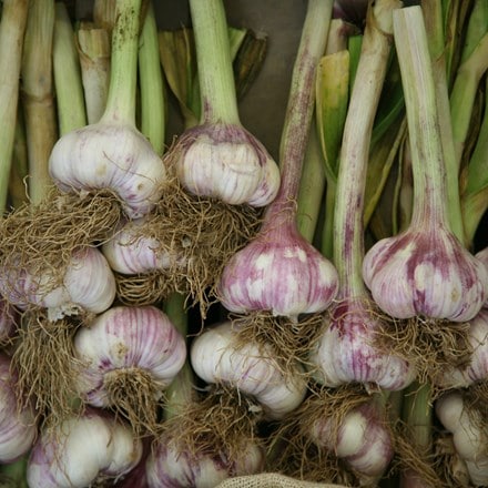 garlic Early Purple Wight