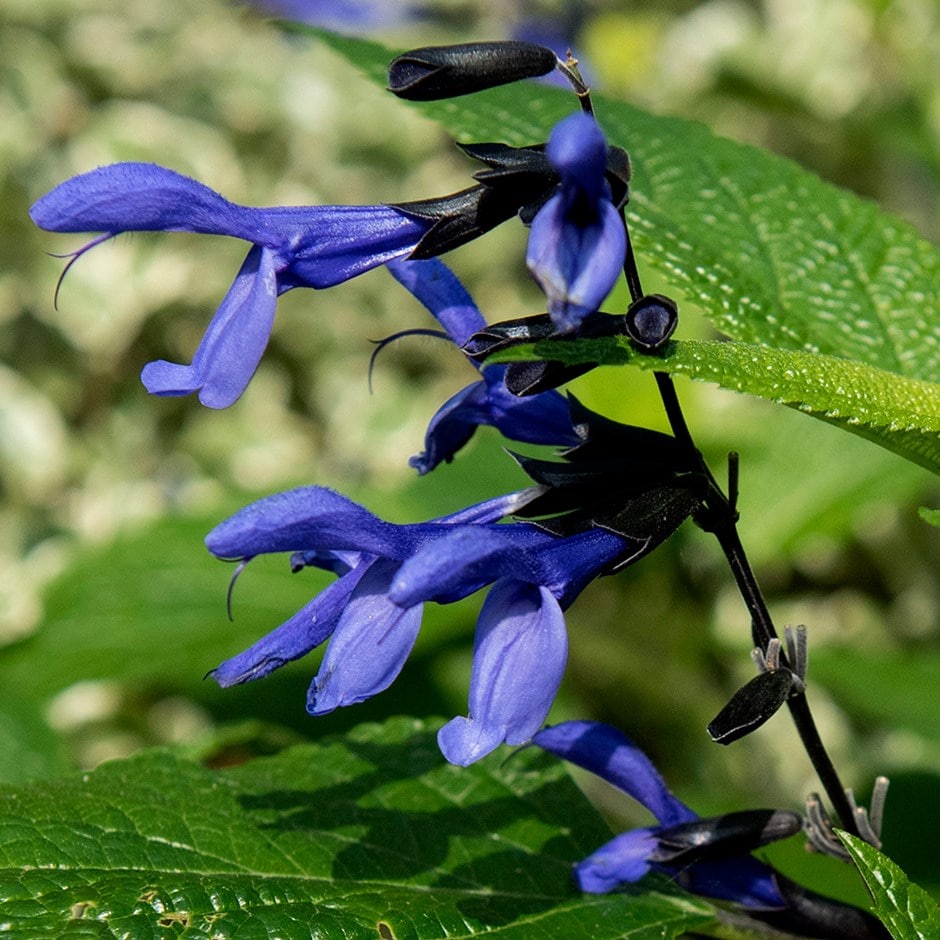 <i>Salvia guaranitica</i> 'Black and Blue'