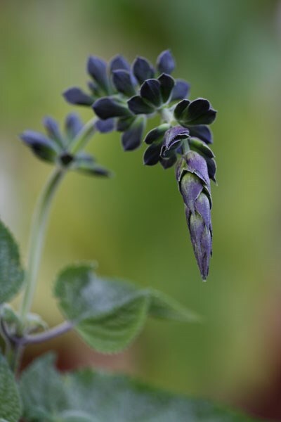 <i>Salvia guaranitica</i> 'Black and Blue'