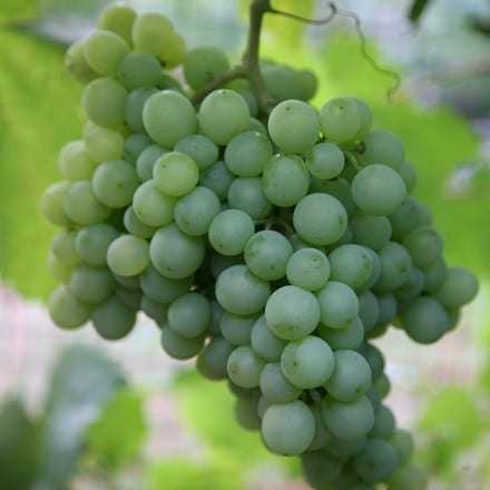 grape Pinot Blanc