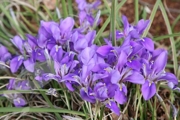 Iris unguicularis