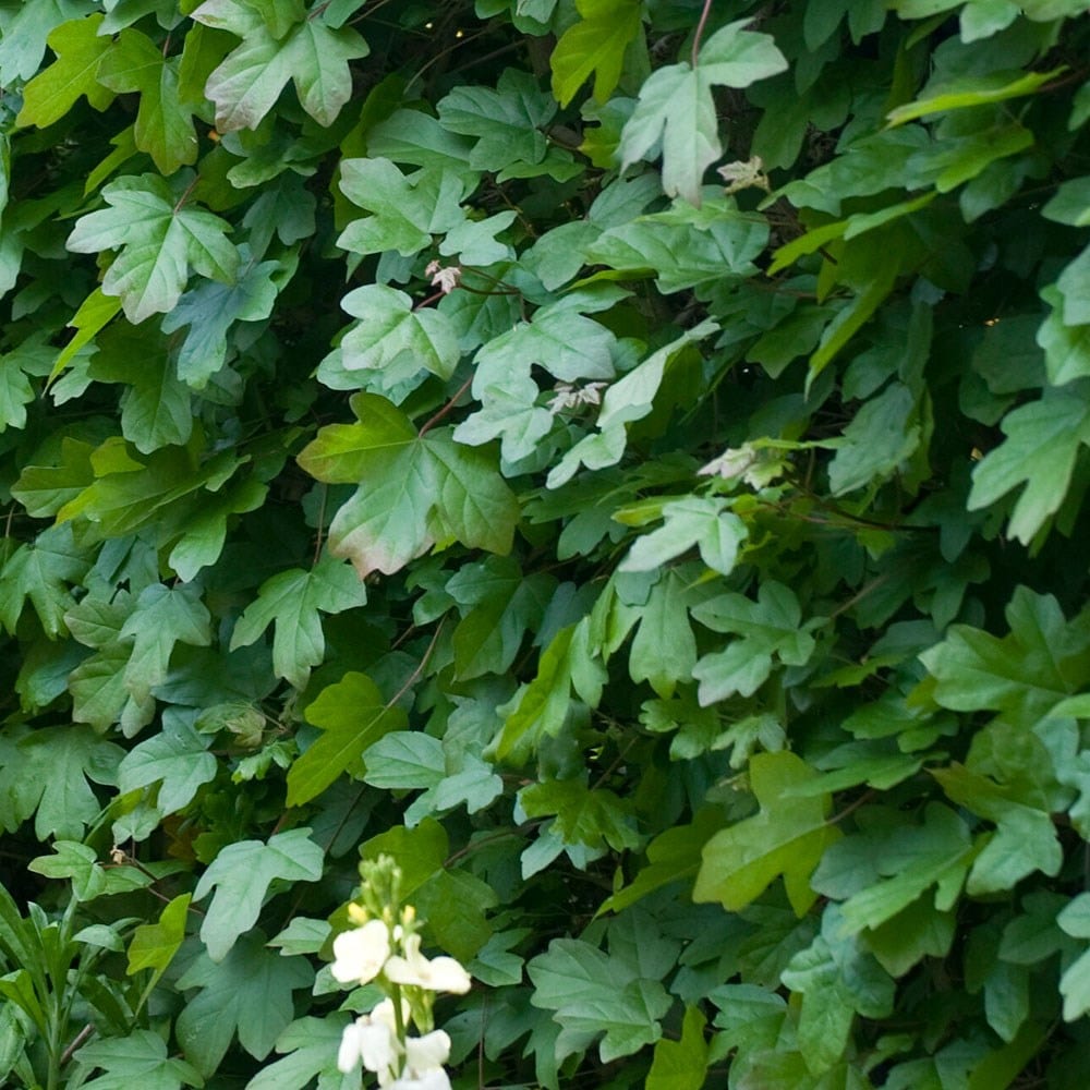 Acer campestre - Field maple hedging