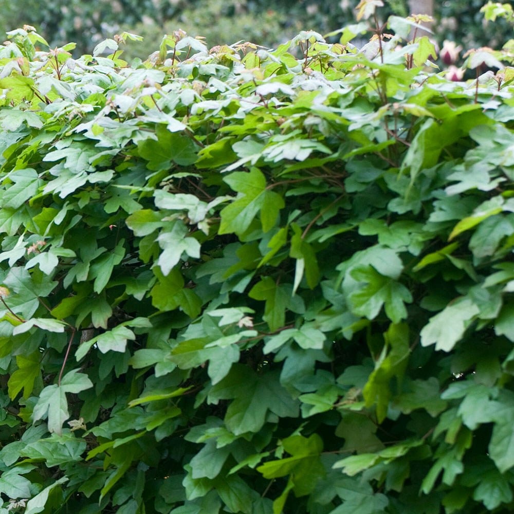 Acer campestre - Field maple hedging
