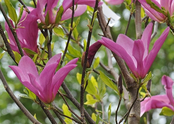 <i>Magnolia</i> 'Susan'