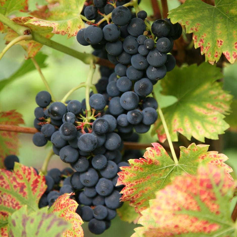 grape 'Regent' (PBR)