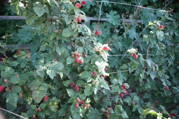 tayberry 'Buckingham Thornless'