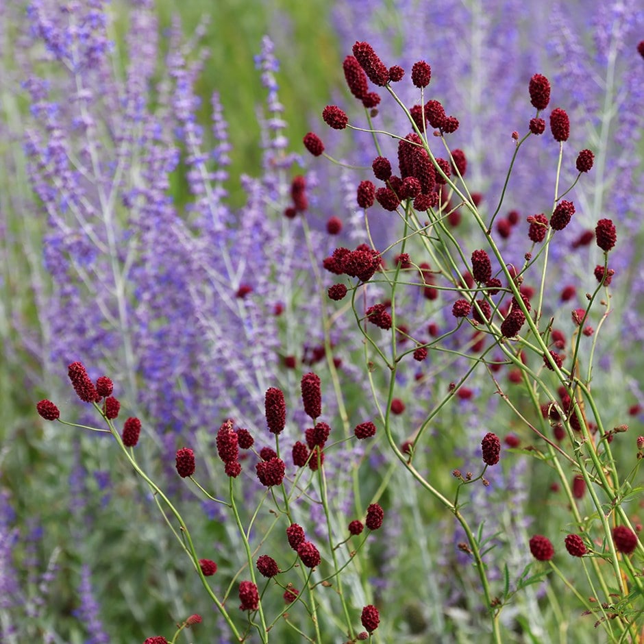 <i>Sanguisorba officinalis</i> 'Red Thunder'