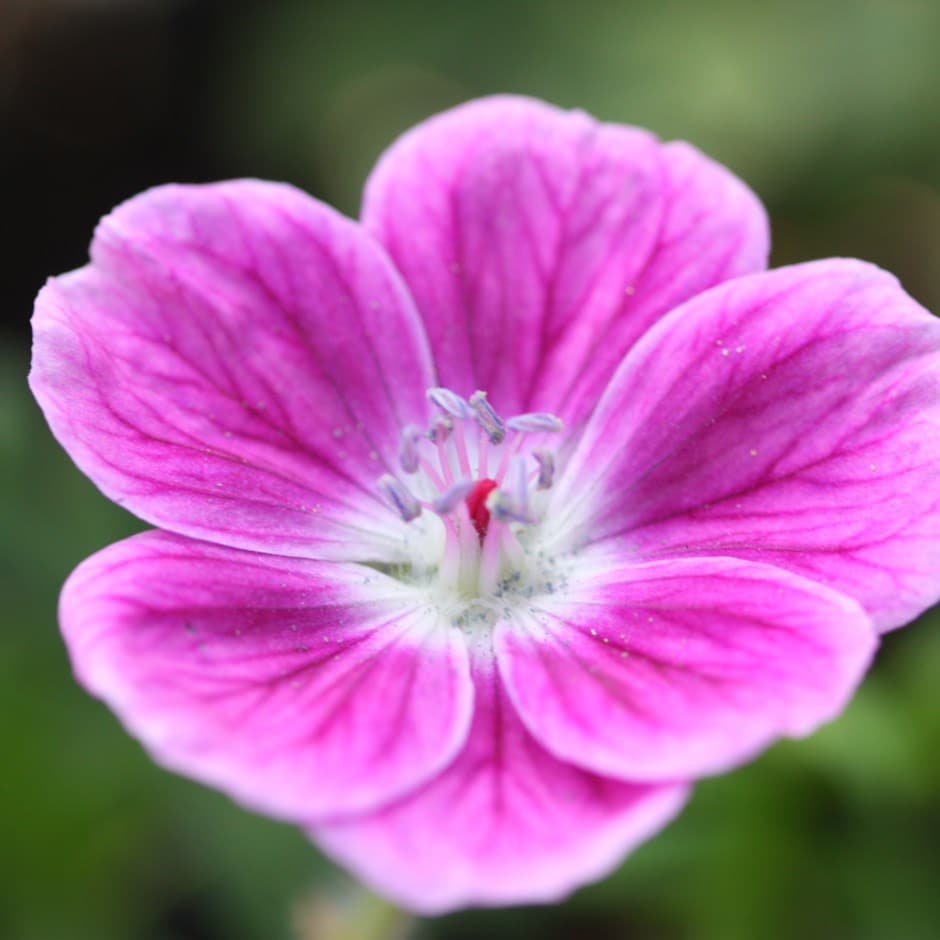 <i>Geranium</i> 'Elke'