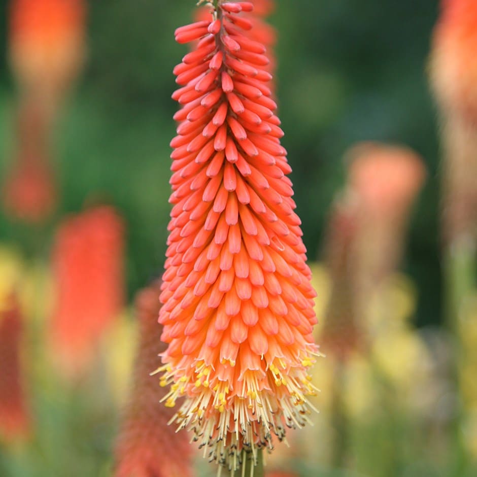 <i>Kniphofia</i> 'Royal Standard'