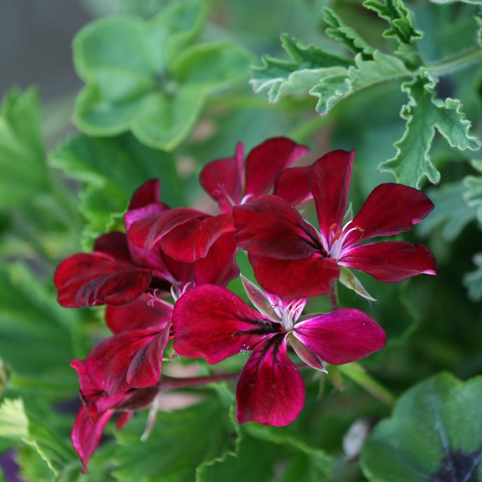 <i>Pelargonium</i> 'Choun Cho'