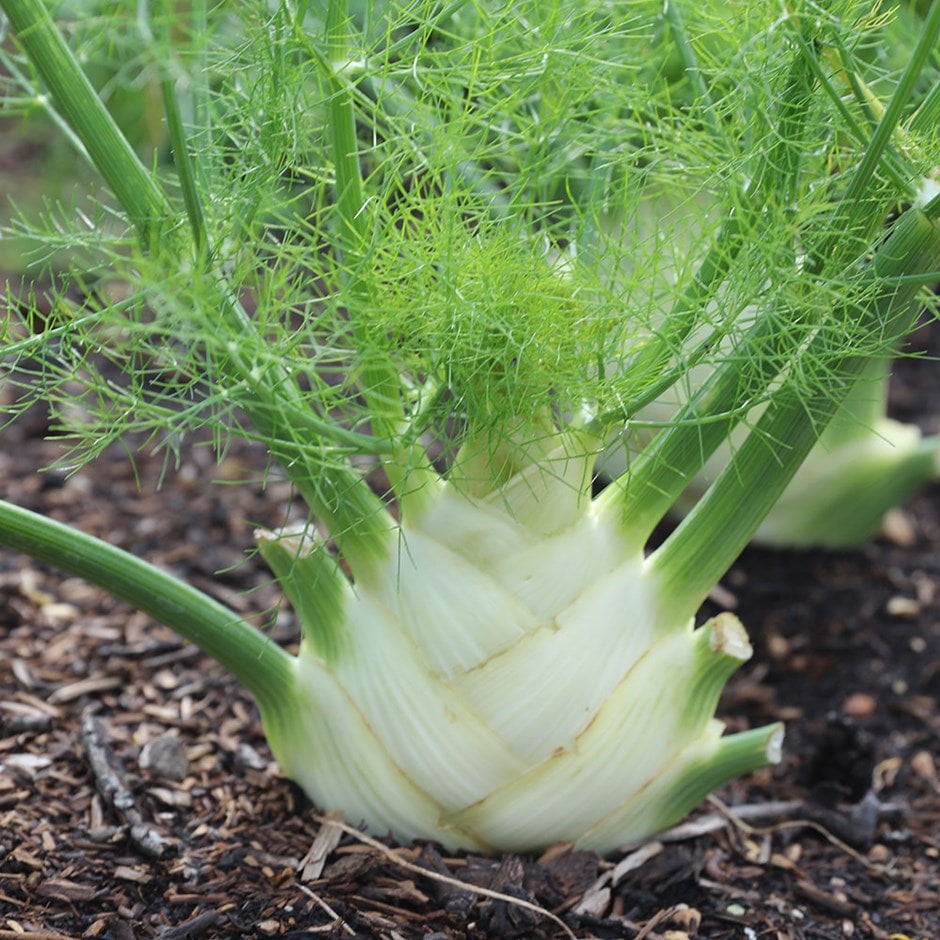 fennel or Foeniculum vulgare 'Sweet Florence' fennel or Foeniculum vulgare 'Sweet Florence'