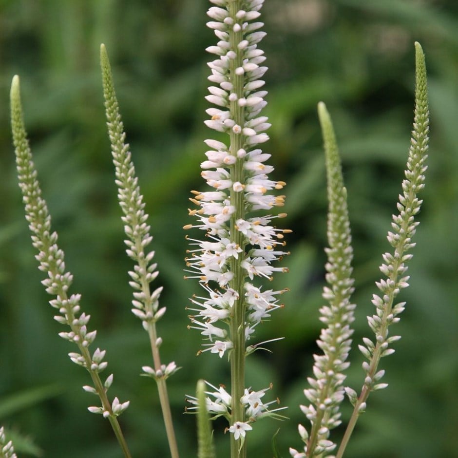 <i>Veronicastrum virginicum</i> 'Album'