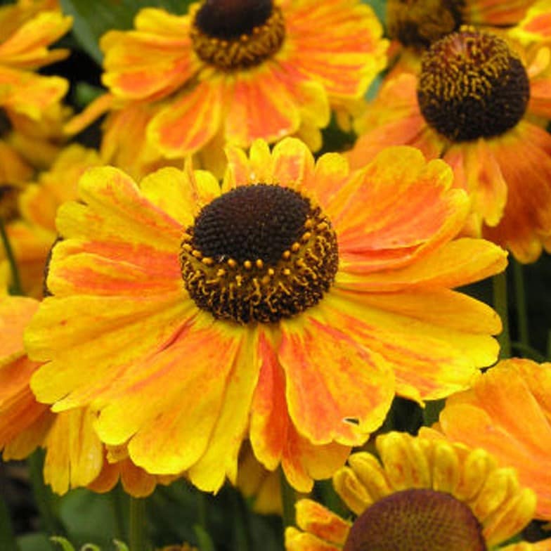 <i>Helenium</i> 'Sahin's Early Flowerer'