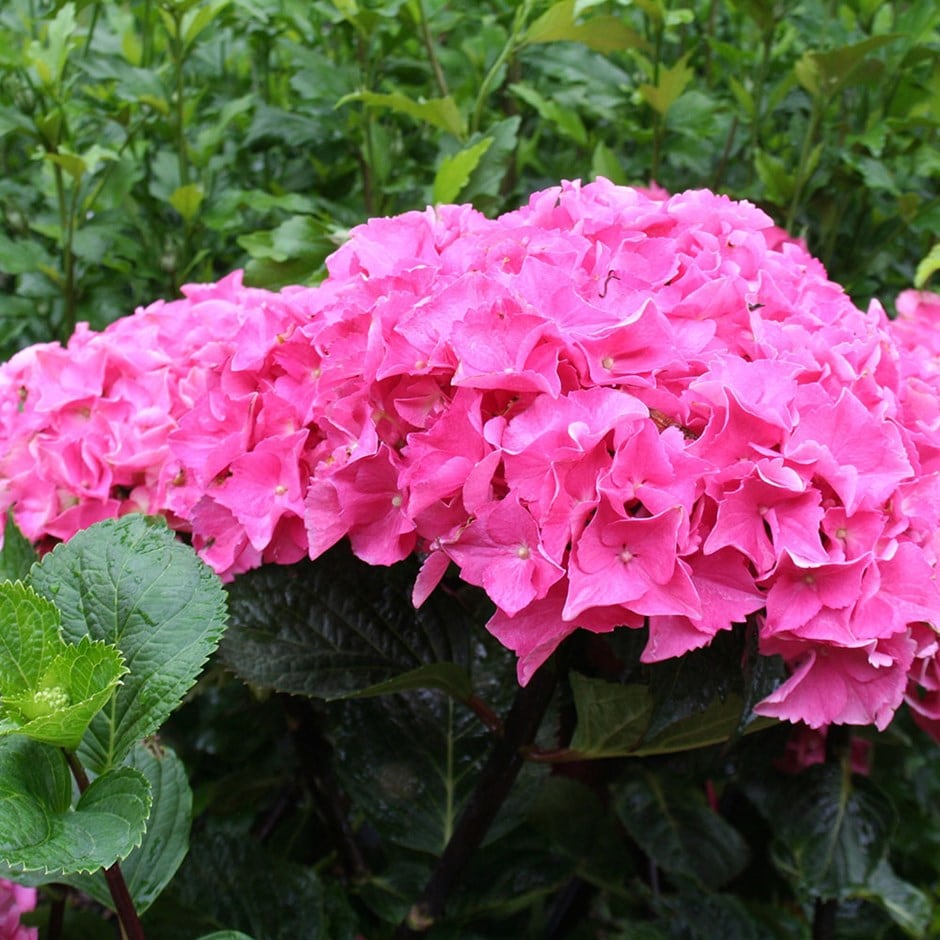 <I>Hydrangea macrophylla</i> 'Black Steel Zambia' (Black Steel Series)