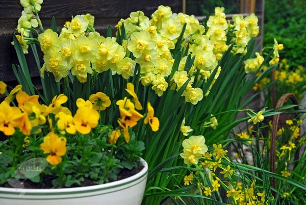 <i>Narcissus</i> 'Yellow Cheerfulness'