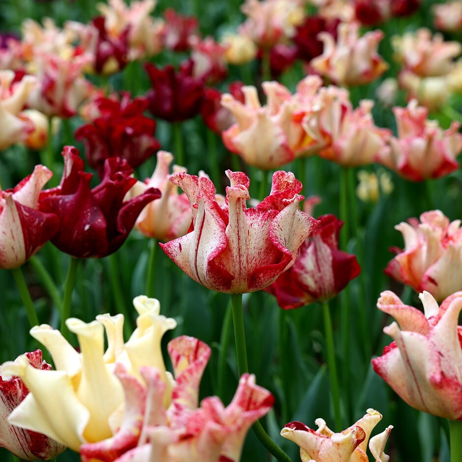 <i>Tulipa</i> 'Striped Crown'