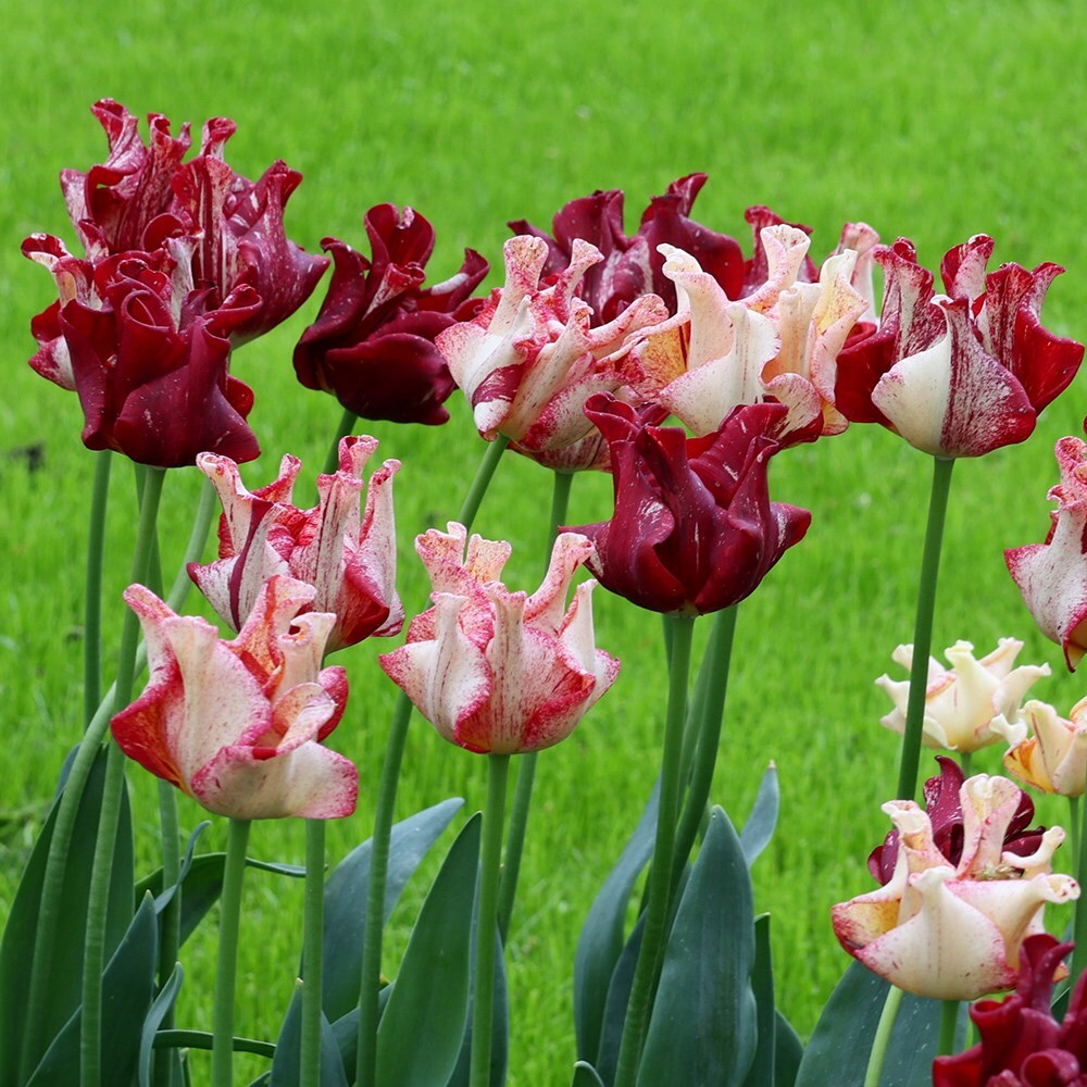 <i>Tulipa</i> 'Striped Crown'