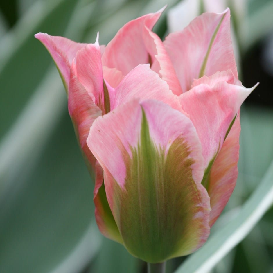 <i>Tulipa</i> 'China Town'