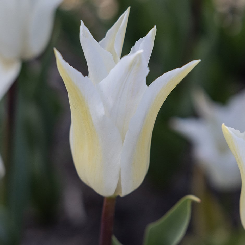 <I>Tulipa</i> 'Très Chic'