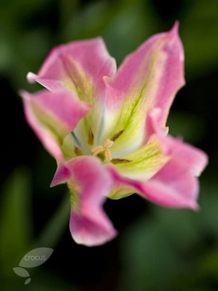 <i>Tulipa</i> 'Virichic'