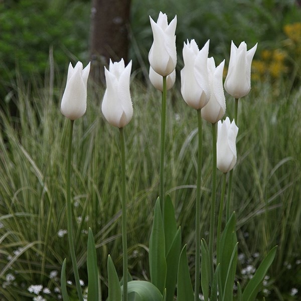 Buy XL Landscaping pack of bulbs Tulipa White Triumphator XL Landscaping pack £19.99 Delivery