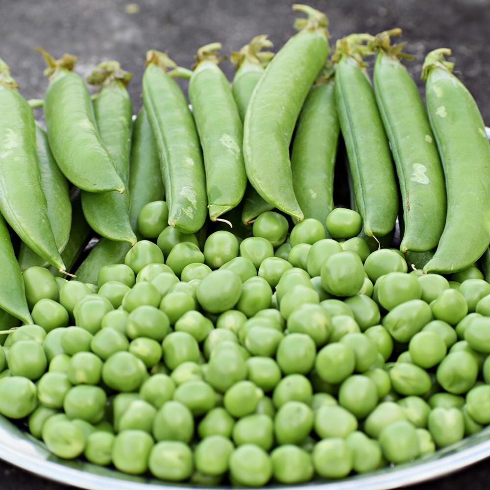 Buy Pea / Pisum Sativum 'Early Onward' Pea Early Onward: £1.99 Delivery ...