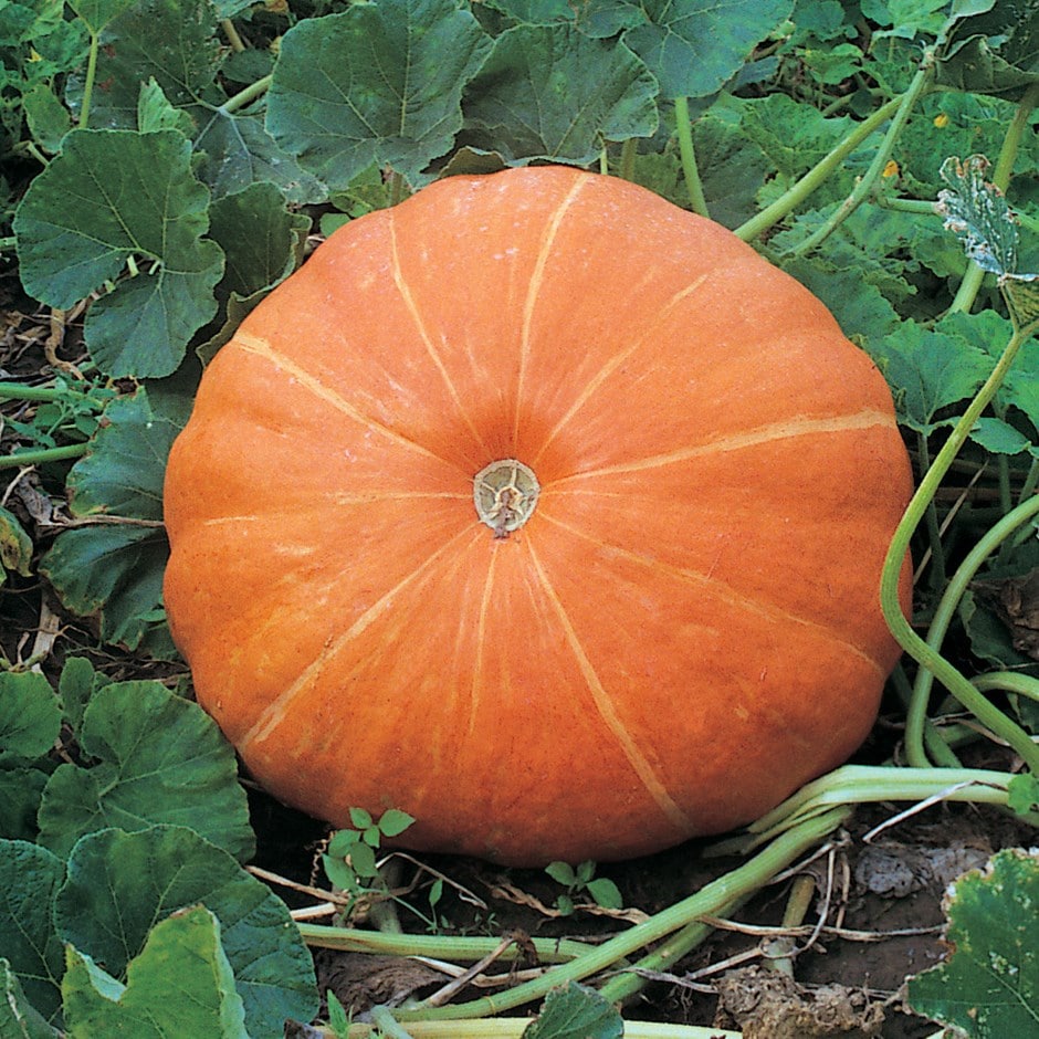 pumpkin 'Hundredweight'