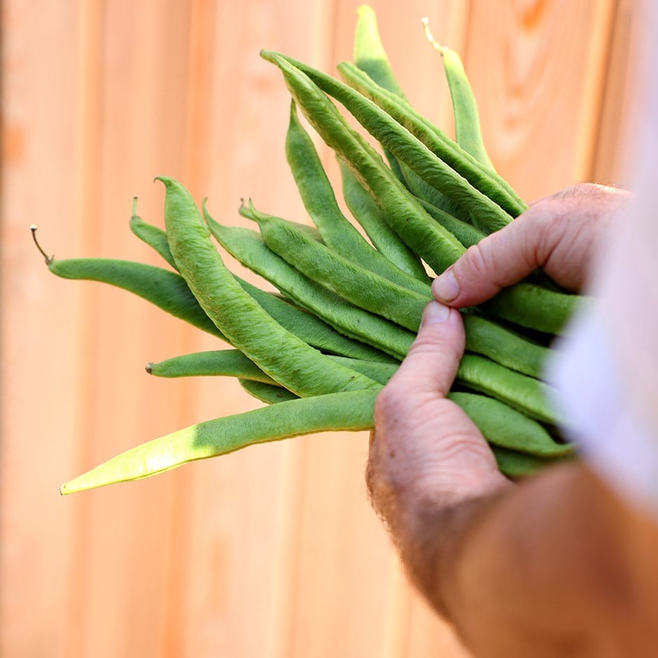 runner bean or Phaseolus coccineus 'Lady Di' runner bean or Phaseolus coccineus 'Lady Di'