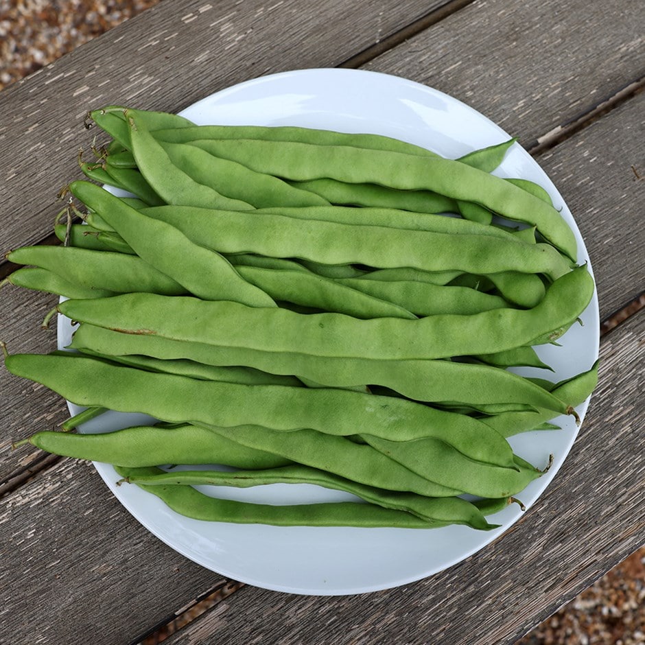 runner bean or Phaseolus coccineus 'Scarlet Emperor' runner bean or Phaseolus coccineus 'Scarlet Emperor'