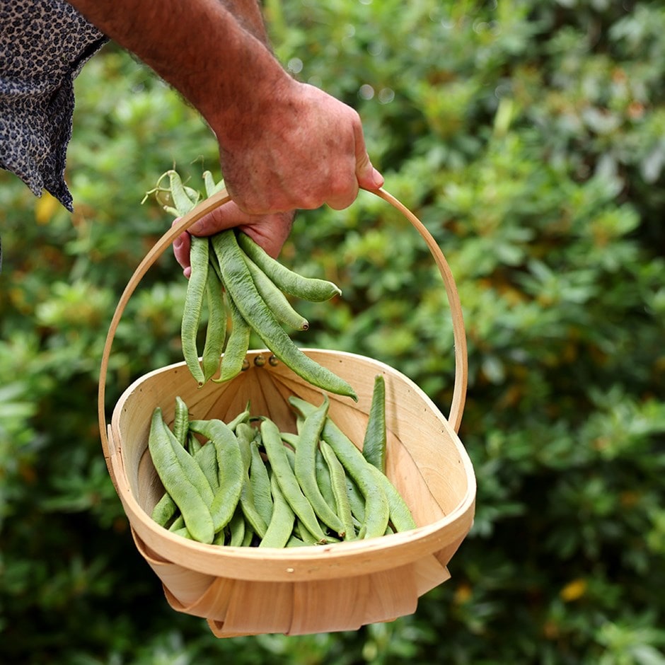runner bean or Phaseolus coccineus 'White Lady' (PBR) runner bean or Phaseolus coccineus 'White Lady' (PBR)