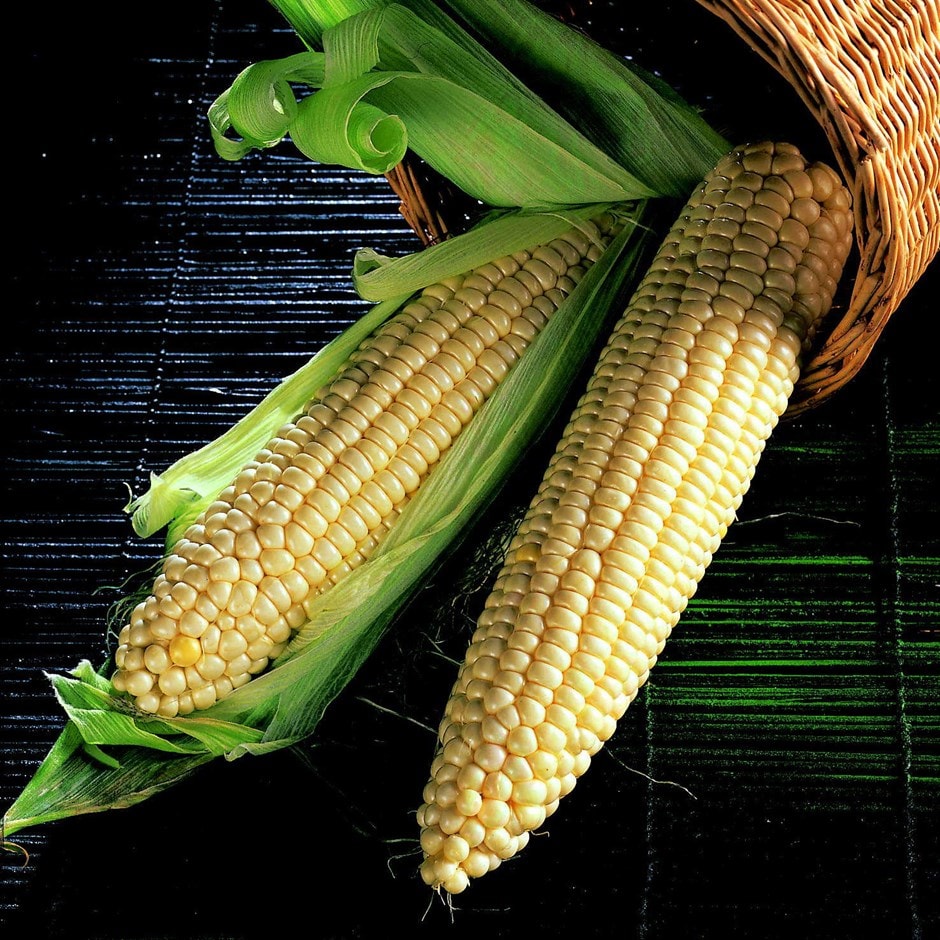 extra tender sweet corn or Zea mays 'Swift' F1 extra tender sweet corn or Zea mays 'Swift' F1