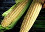 extra tender sweet corn or Zea mays 'Swift' F1