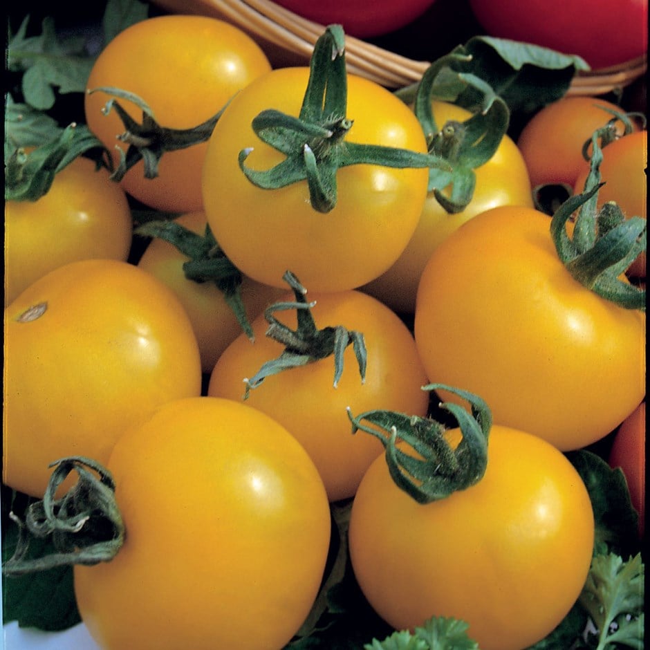 tomato or Solanum lycopersicum 'Golden Sunrise' tomato or Solanum lycopersicum 'Golden Sunrise'