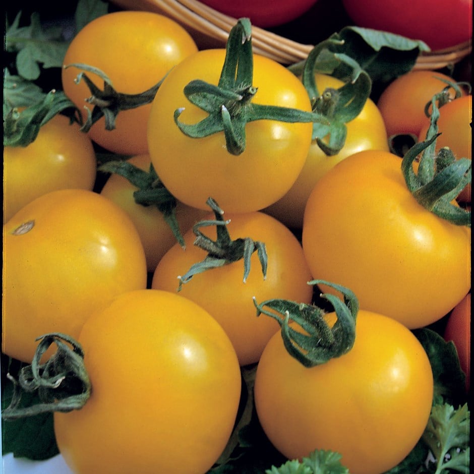 tomato (standard) 'Golden Sunrise'