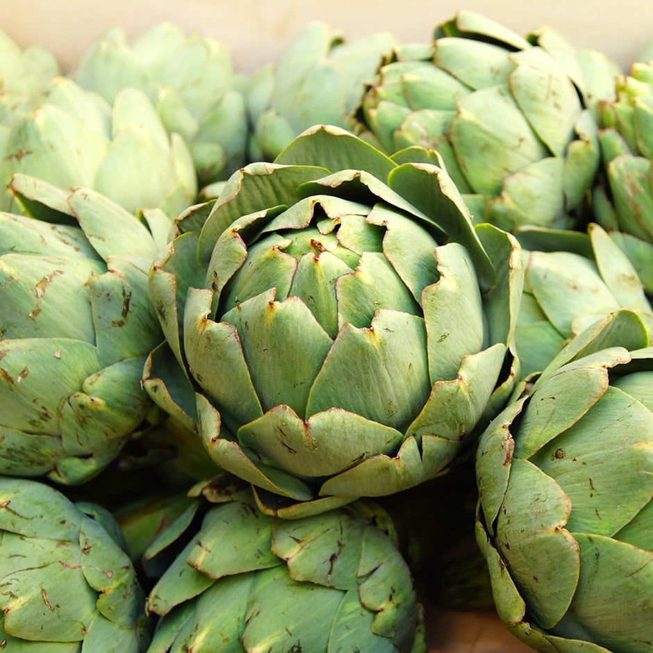 globe artichoke ( syn. Green Globe ) globe artichoke ( syn. Green Globe )