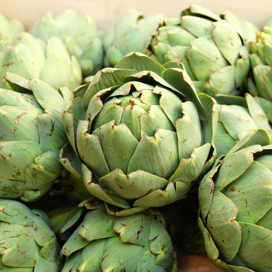 artichoke 'Green Globe'