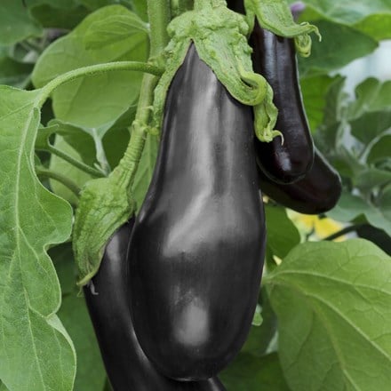 aubergine 'Black Beauty'