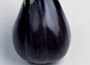 egg plant or Solanum melongena 'Black Beauty'
