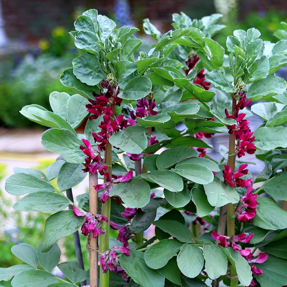 broad bean or Vicia faba crimson-flowered broad bean or Vicia faba crimson-flowered
