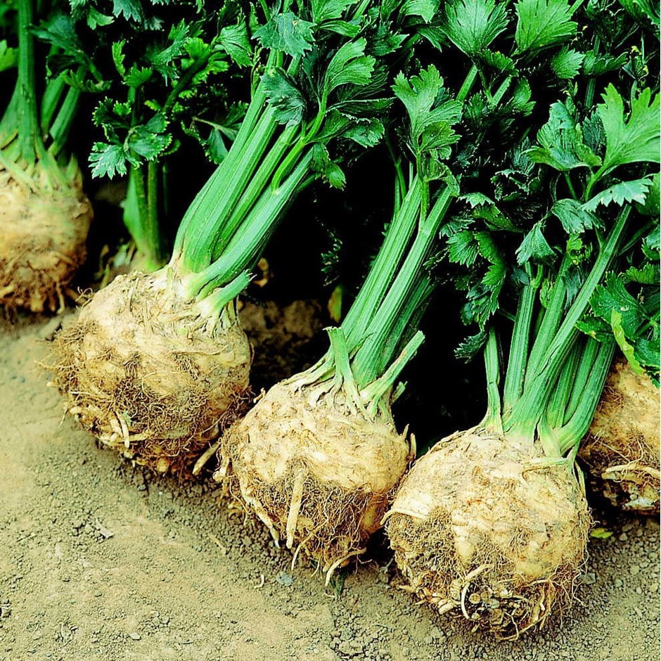 celeriac or Apium graveolens var. rapaceum 'Prinz' celeriac or Apium graveolens var. rapaceum 'Prinz'