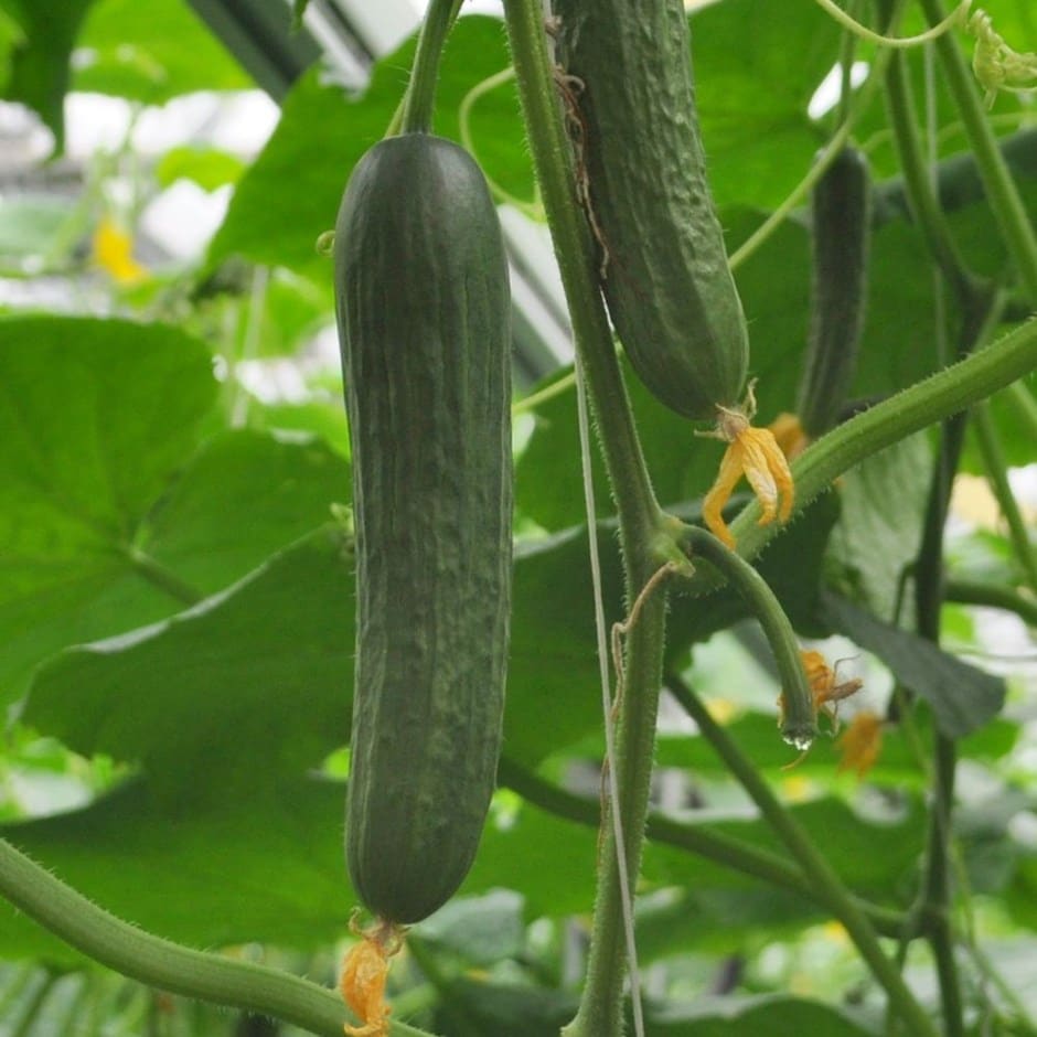 cucumber or Cucumis sativus 'Marketmore' cucumber or Cucumis sativus 'Marketmore'