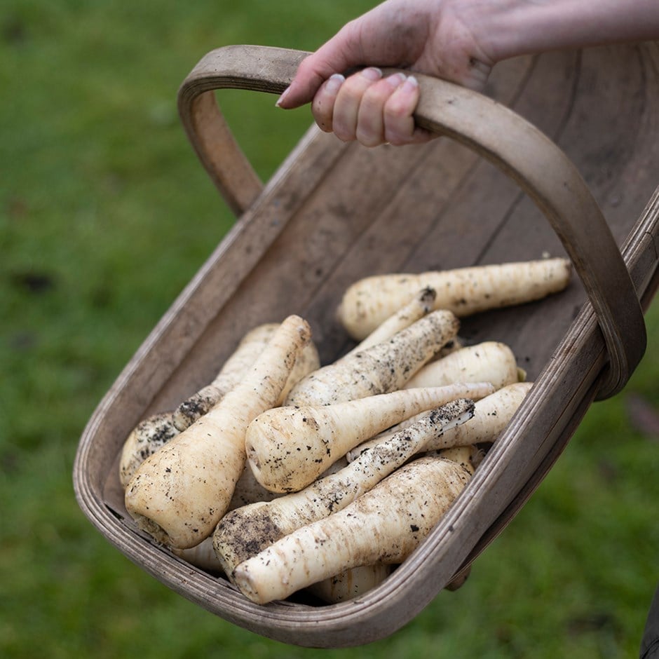 parsnip 'Gladiator' F1