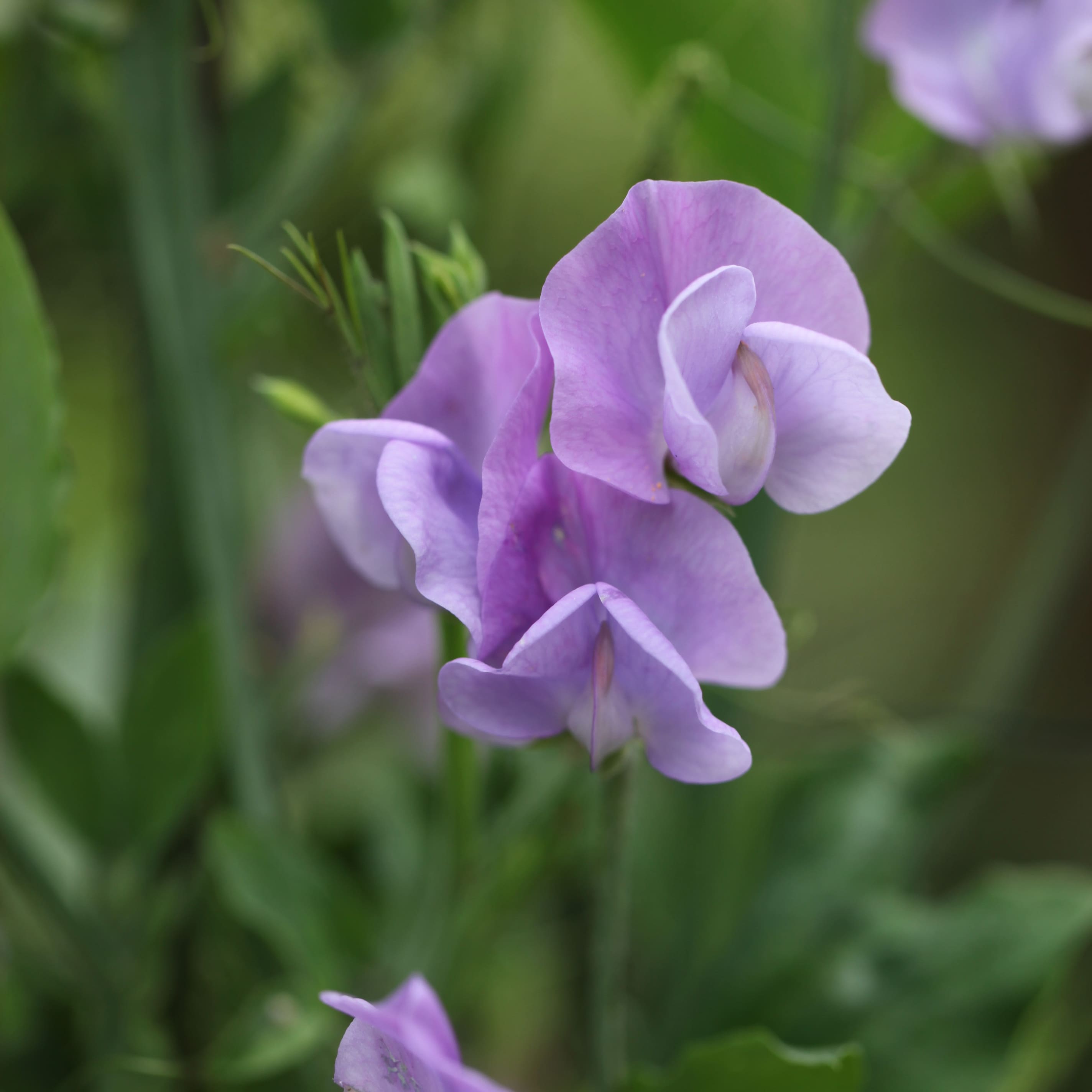 Potted sweet peas
