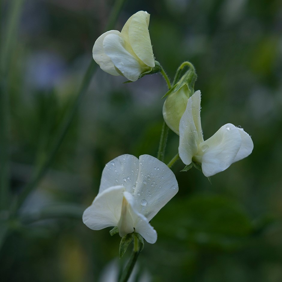 <i>Lathyrus odoratus</i> 'Royal Wedding'