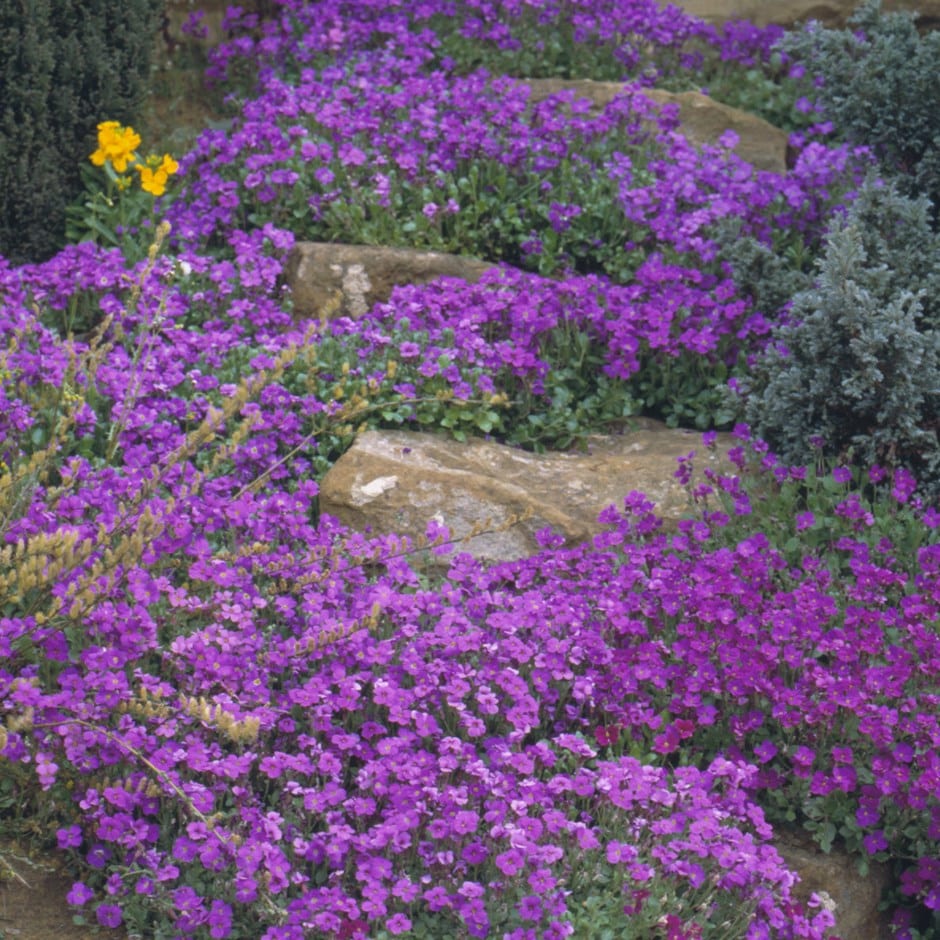 purple cascade aubretia aubrieta plants series f1 rock crocus perennial flowers flower height ground cover color etsy garden collect landscaping