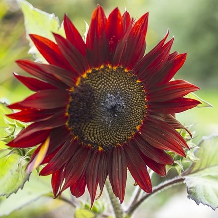 Helianthus annuus Claret